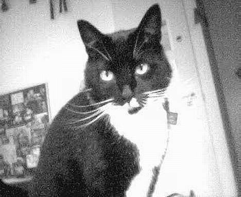 Blanding af racer Oliver  - Ja, altid godt, når man slikker sig rundt om munden. billede 7