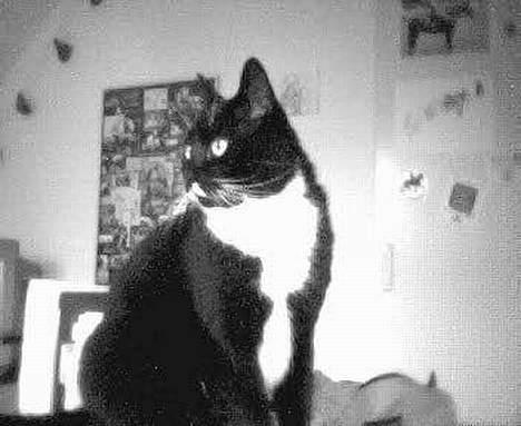 Blanding af racer Oliver  - Ojs, sys der var nogle fugle, der fløj forbi vinduet? billede 8