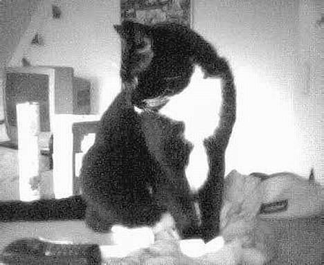 Blanding af racer Oliver  - Narj, tænker hellere på at komme ned og ligge på Line´s dejlige bløde pude :D billede 9