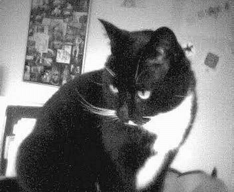 Blanding af racer Oliver  - Jeps, så går vi :D billede 10