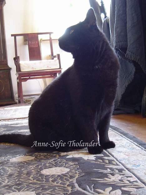 Huskat Janus billede 8