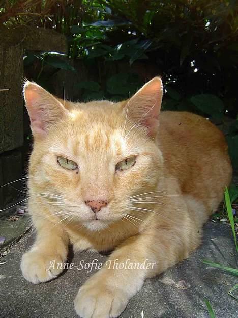 Huskat Emil billede 1