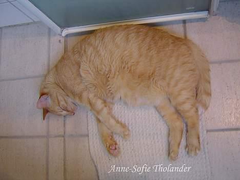 Huskat Emil - der er ikke noget bedre end at sove på det opvarmede badeværelses gulv.. billede 2