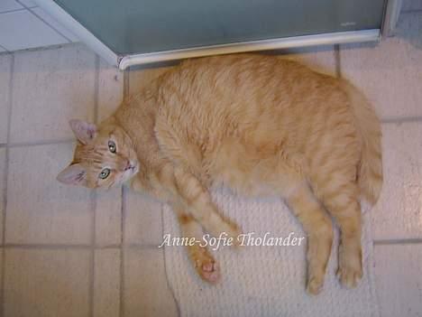 Huskat Emil billede 3