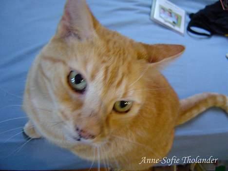 Huskat Emil billede 4