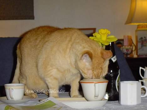 Huskat Emil - Ahm kaffefløde! .. ja det er vel hvad der sker når man ikke holder øje med kattene.. billede 5