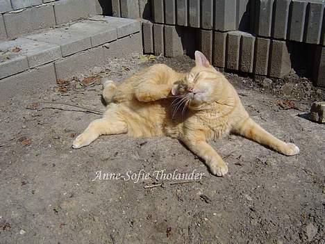 Huskat Emil billede 6