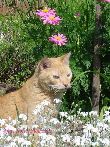 Huskat Emil - en stille og rolig dag i min mors blomsterbede..  billede 7