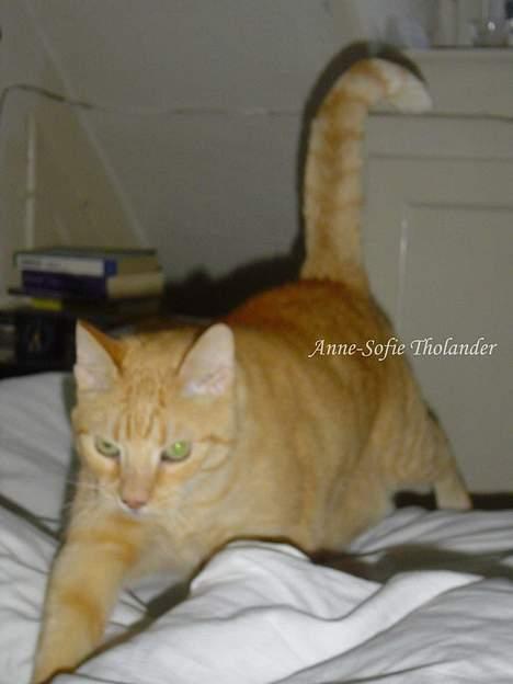 Huskat Emil billede 8