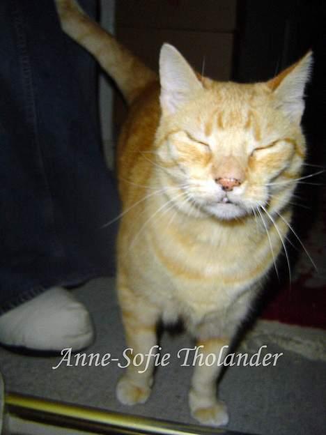 Huskat Emil - Emil kan se noget så grim ud på billeder.. og dette er et udemærket eksempel.. billede 9