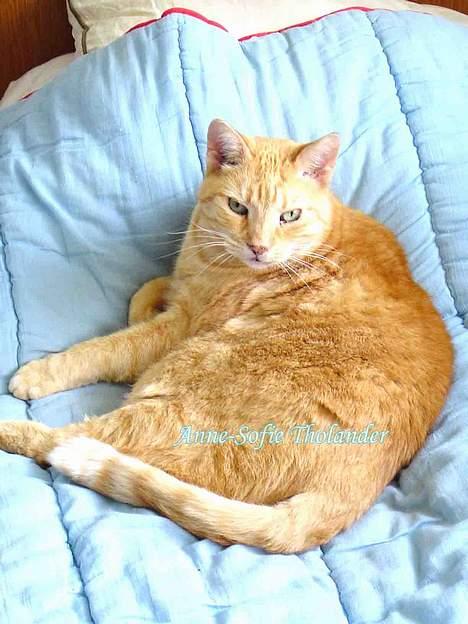 Huskat Emil billede 10