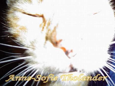 Huskat Emil - nej nej man kan da aldrig komme for tæt på kameraet!.. billede 11