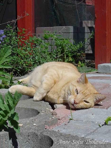 Huskat Emil billede 12