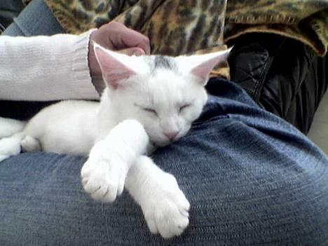 Blanding af racer Miss K - En rigtig charmetrold! Sådan får man sig en rigtig lur.. billede 1