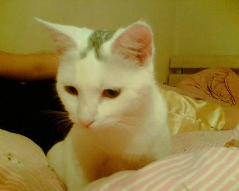 Blanding af racer Miss K - hmm... billede 3