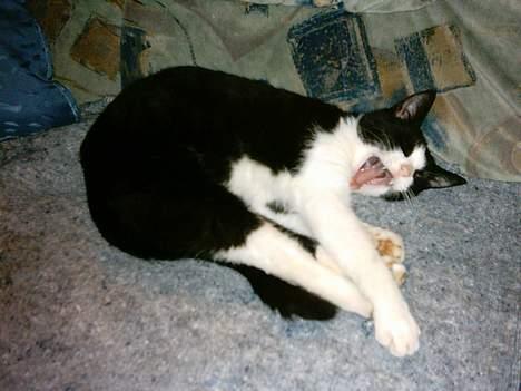 Blanding af racer mads - uhh han er træt den lille dreng billede 2