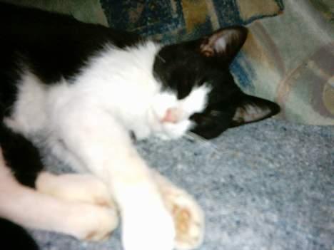 Blanding af racer mads billede 3