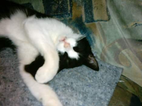 Blanding af racer mads billede 4