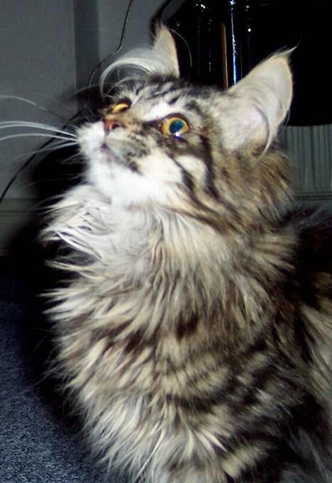 Maine Coon Gallaxe´s Malou billede 6