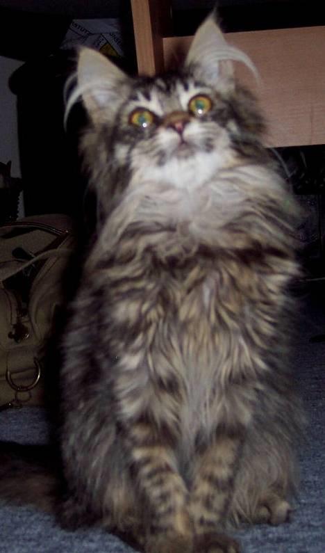 Maine Coon Gallaxe´s Malou billede 7