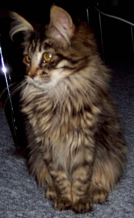 Maine Coon Gallaxe´s Malou billede 8
