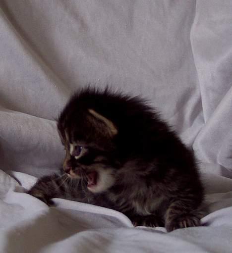 Maine Coon Gallaxe´s Malou - D 5-8-05 billede 9