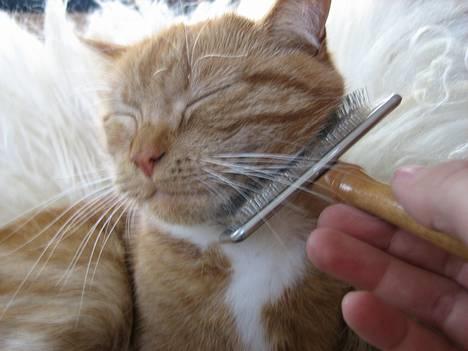 Blanding af racer Mille - R.I.P. billede 12