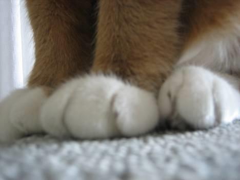 Blanding af racer Mille - R.I.P. - poter billede 13