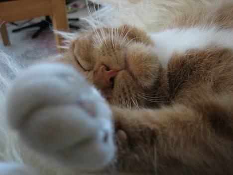 Blanding af racer Mille - R.I.P. - sover billede 14