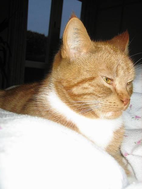 Blanding af racer Mille - R.I.P. billede 15