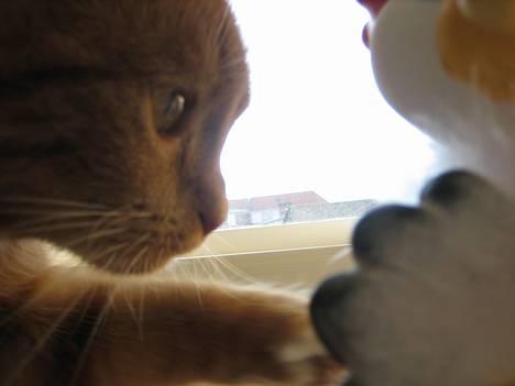 Blanding af racer Mille - R.I.P. billede 16