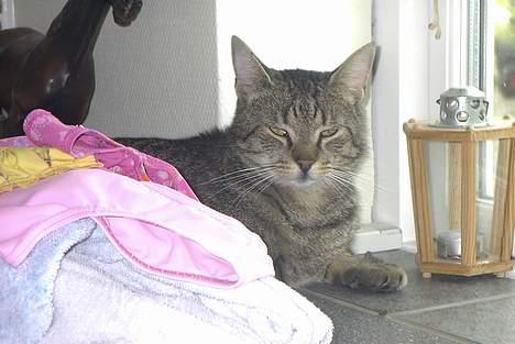 Blanding af racer Pjuske - Pjuske på bordet! billede 9