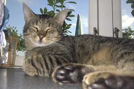 Blanding af racer Pjuske - Pjuske! billede 10