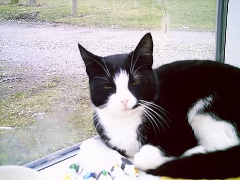 Blanding af racer Perle - Perle i udstuen! billede 2