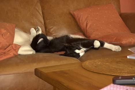 Blanding af racer Perle - Perle på sofaen. billede 3