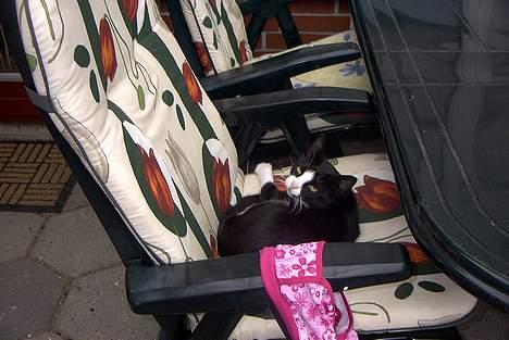 Blanding af racer Perle - Perle på havestolene. billede 4