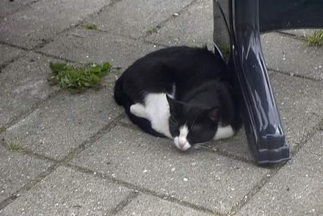 Blanding af racer Perle - Miss Peal. billede 5