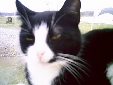 Blanding af racer Perle - Søde Perle. billede 6