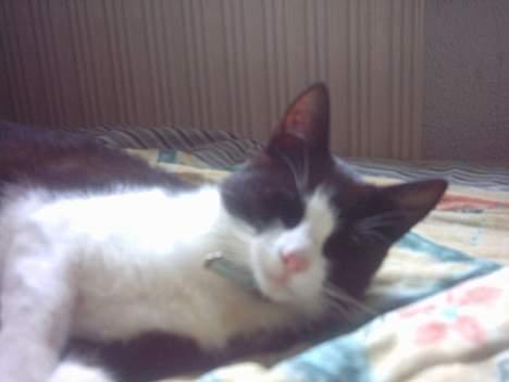 Blanding af racer mads billede 5