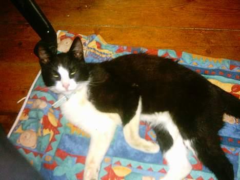 Blanding af racer mads billede 6