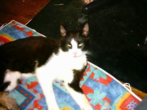 Blanding af racer mads billede 7