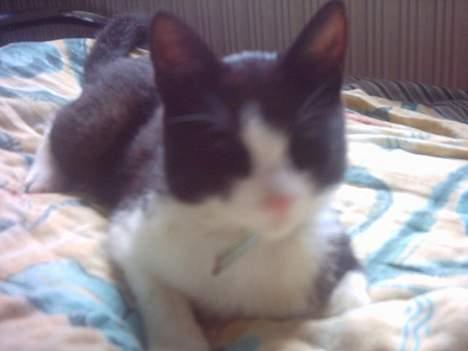 Blanding af racer mads - inde i mors og fars seng.. billede 8