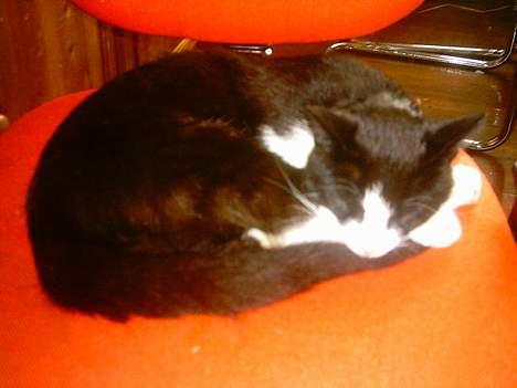 Blanding af racer mads - hehe ligger lige ved siden af mig og sover. billede 9