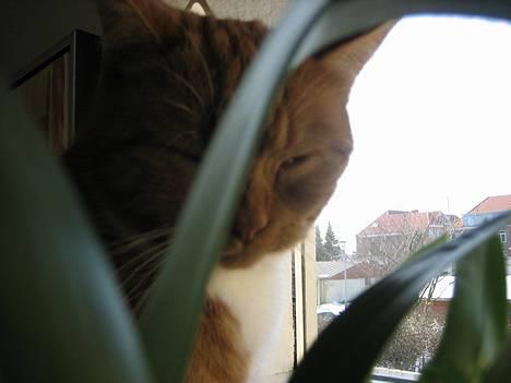 Blanding af racer Mille - R.I.P. billede 17