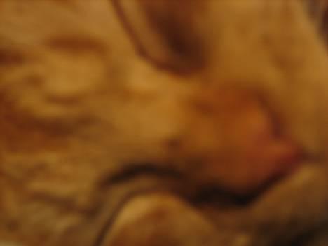 Blanding af racer Mille - R.I.P. - tæt på billede 18