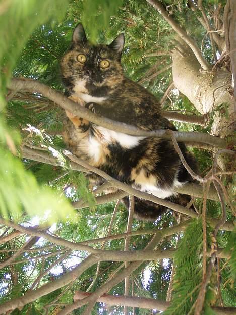 Huskat <3 Fie <3 - Se hva jeg kan billede 13