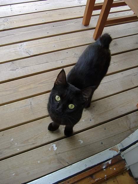 Blanding af racer Pelle Haleløs billede 11