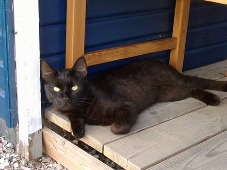 Blanding af racer Pelle Haleløs billede 12