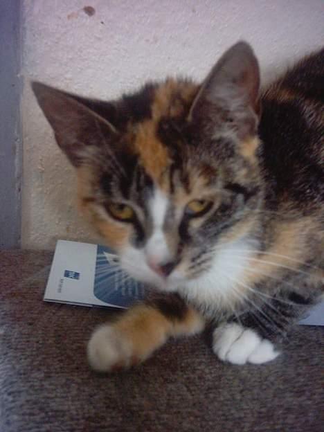 Huskat whisky  billede 11