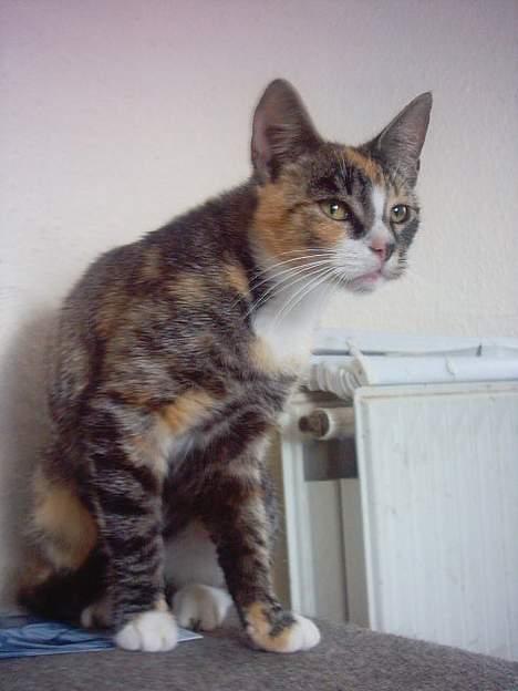 Huskat whisky  billede 12